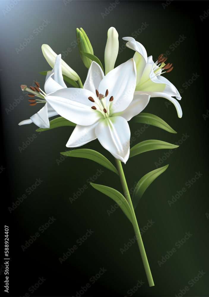 Fototapeta premium Three beautiful white lilies isolated on a dark background