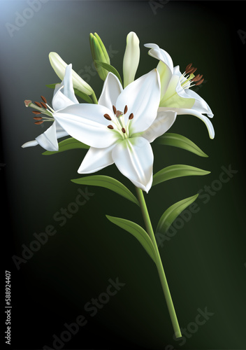 Three beautiful white lilies isolated on a dark background