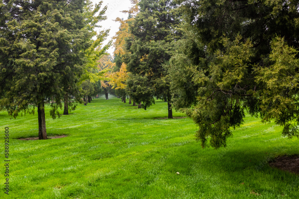 Obraz premium Trees in the Temple of Heaven Park in Beijing, China