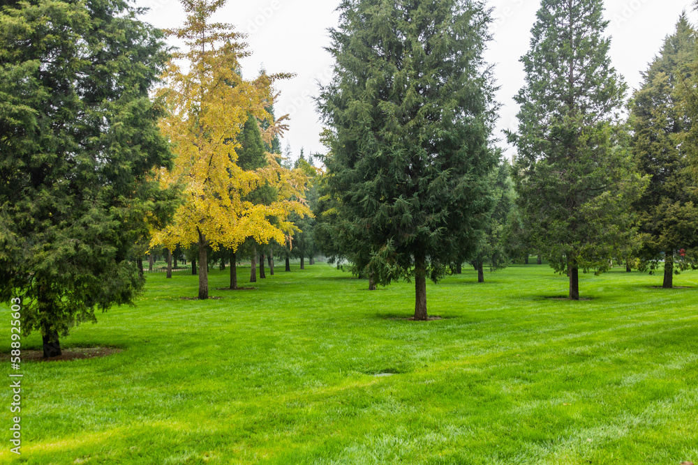 Obraz premium Trees in the Temple of Heaven Park in Beijing, China