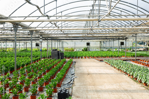 Interior of modern industrial greenhouse with young green plants growing in pots.. © JackF