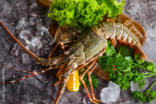 spiny lobster seafood on ice, fresh lobster or rock lobster with herb and spices lemon parsley on dark background, raw spiny lobster for cooking food or seafood market