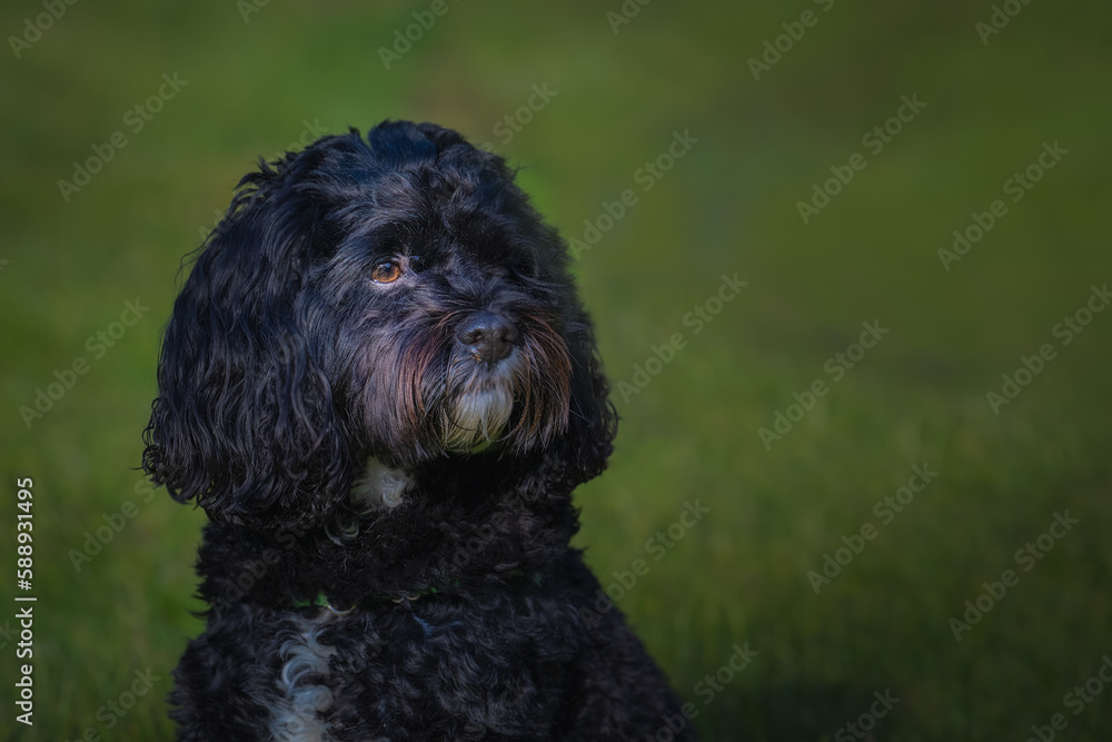 2022-06-19 A SMALL CURLY HAIRED BLACK DOG WITH A WHITE CHEST AND NCIE EYE WITH A BLURRY GREEN BACKGROUND