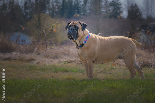 2023-03-17 LARGE BULLMASTIFF STANDING IN A FIELD FACING LEFT INTHE FRAME WITH NICE EYES AND A BLUTTY BACKGROUND WEARING A COLLAR photo
