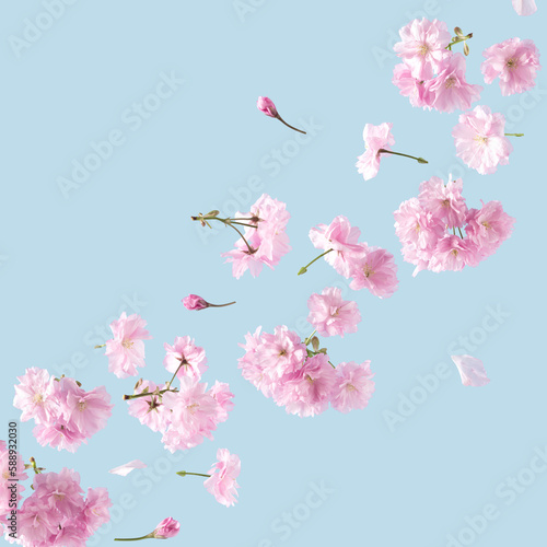 Pink flowers with place for text on a blue sky background. Spring and Summer aesthetic pastel concept.