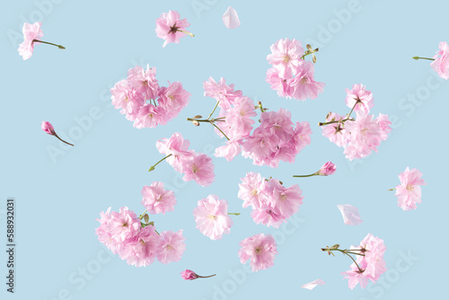Fototapeta Naklejka Na Ścianę i Meble -  Spring flowers fly on a blue sky background. Beautiful pastel pink flower arrangement. Summer aesthetic concept.