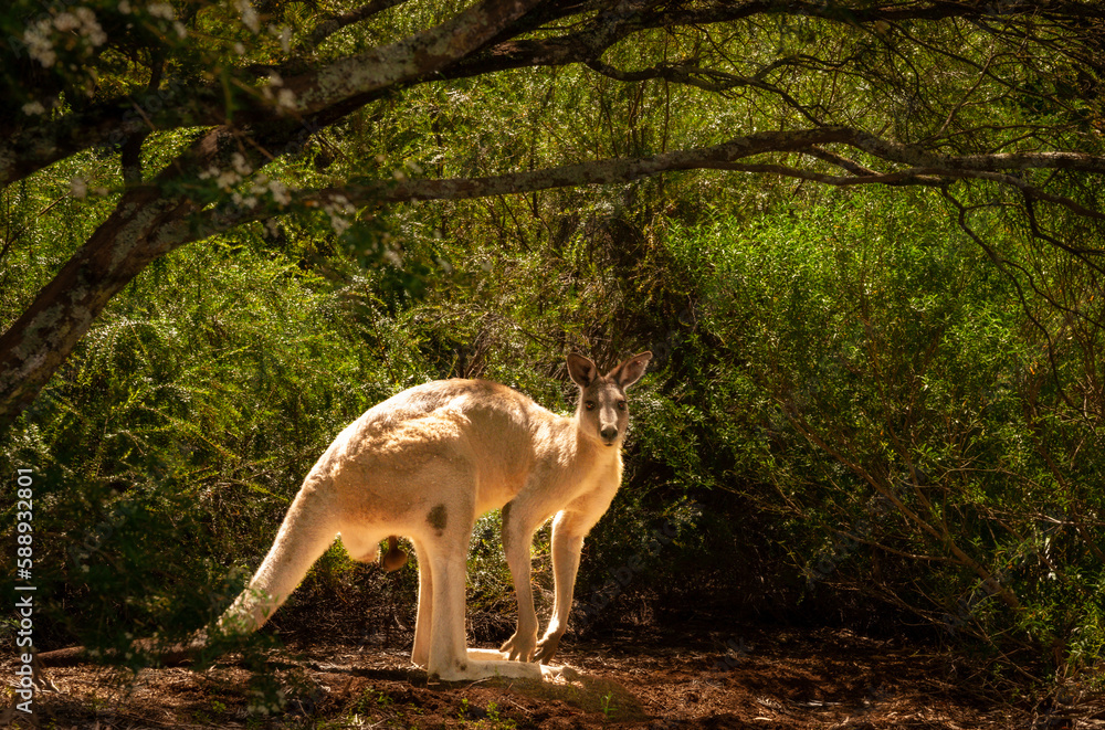 Fototapeta premium Red kangaroo in bush caught in sunlight