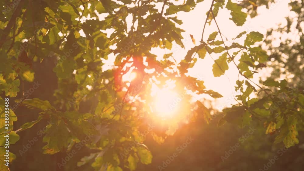 LENS FLARE, CLOSE UP: Golden rays shining through lush green foliage of oak tree. Amazing sunlight in wild forest at sunset. Beautiful moment among green treetops of big oak trees in golden light.