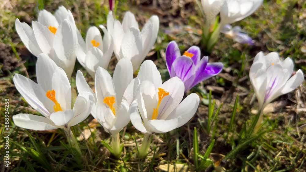 First spring flowers of white crocuses with bees growing in garden. High quality 4k footage First spring flowers of white crocuses with bees growing in garden. High quality 4k footage