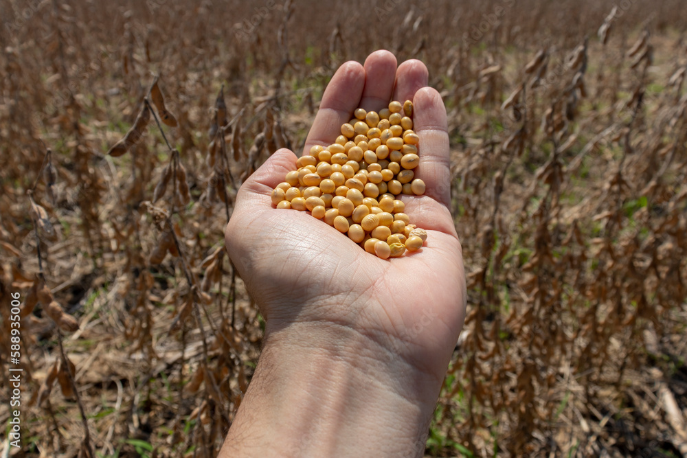 Man's hand full of soy beans and a background with a mature (dry) soybean crop ready to be harvested. Man's hand full of soy beans and a background with a mature (dry) soybean crop ready to be harvested.