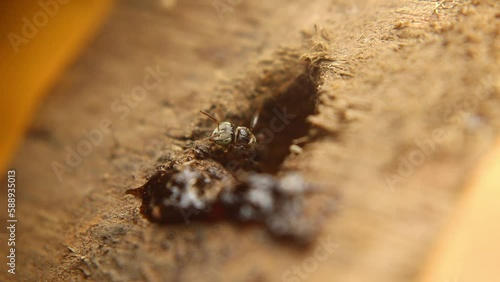 Trigona leviceps, a species of stingless bee, is known for its distinctive markings. They fiercely protect their hives. photo