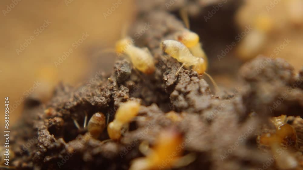 Termites are repairing their nest after it was damaged Termites are repairing their nest after it was damaged