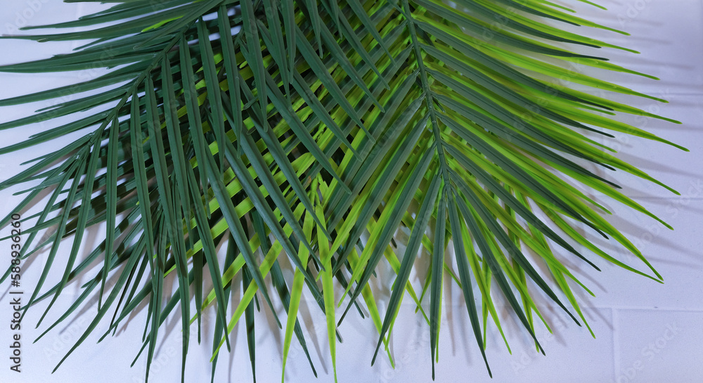 palm tree leaves