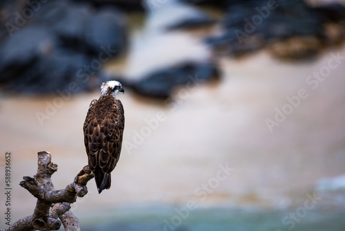 Majestic Eastern Osprey (Pandion haliaetus cristatus) sits up close on a branch with the beach in the background. The bird was spotted in Sunshine Coast Queensland, Australia.  photo