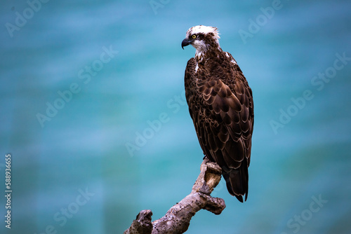 Majestic Eastern Osprey (Pandion haliaetus cristatus) sits up close on a branch with the ocean in the background. The bird was spotted in Sunshine Coast Queensland, Australia.  photo
