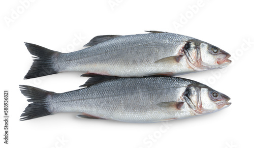 Fresh sea bass fish on white background, top view