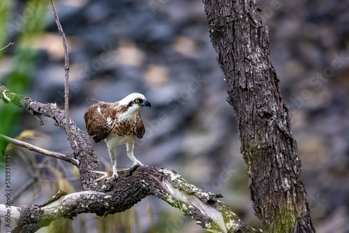 A beautiful eastern osprey (Pandion haliaetus cristatus) up close eating fish on a tree trunk. The bird spotted in Noosa National Park, Queensland, Australia. Australian birds of prey photo