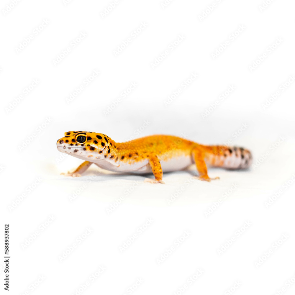 leopard gecko leopard gecko