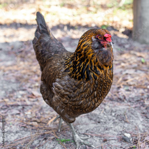 range chicken