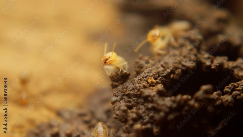 Termites are repairing their nest after it was damaged Termites are repairing their nest after it was damaged