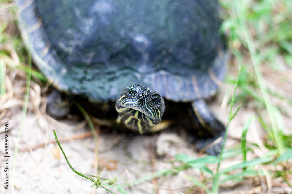 river cooter turtle river cooter turtle