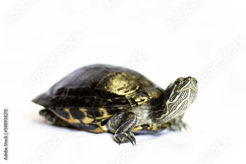 River cooter turtle