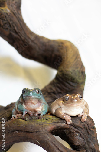 frogs on a branch © Michael