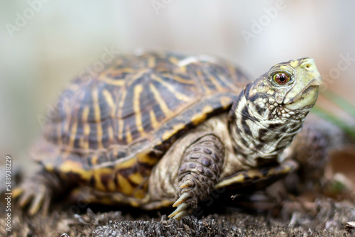 box turtle