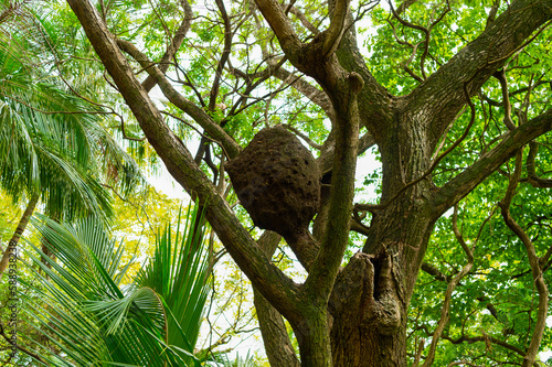 termitary or vespiary in nature. termitary or vespiary in nature wildlife. termitary or vespiary