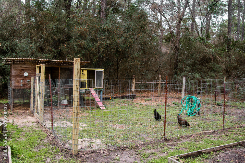 chicken coop