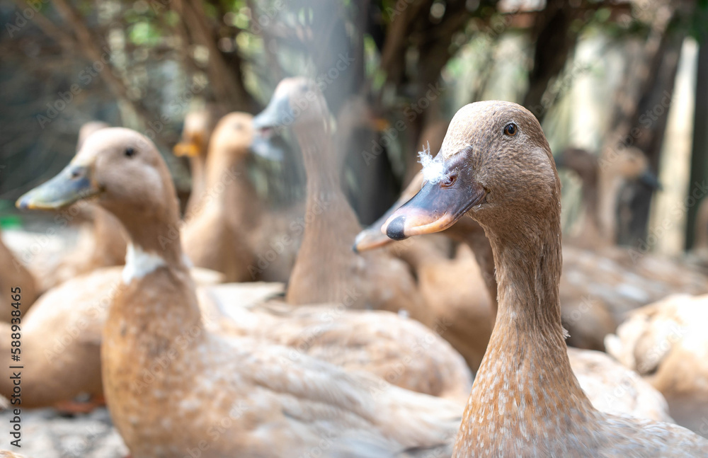 The large group of healthy brown ducks on a domestic farm for the agriculture concept. The large group of healthy brown ducks on a domestic farm for the agriculture concept.