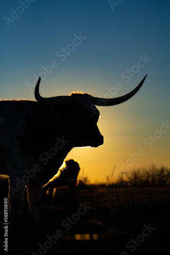bull at sunset