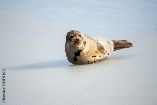 Fototapeta Naklejka Na Ścianę i Meble -  A lone harp seal lays on ice in a harbor off Newfoundland, Canada. The adult animal has its head up in the air drying its shiny grey coat with dark spots. The dark eyes and sad face are staring ahead.