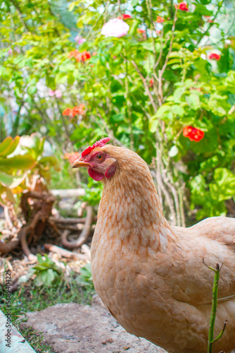 Plano medio de una gallina de lado color café en un jardin organico o granja casera foto vertical