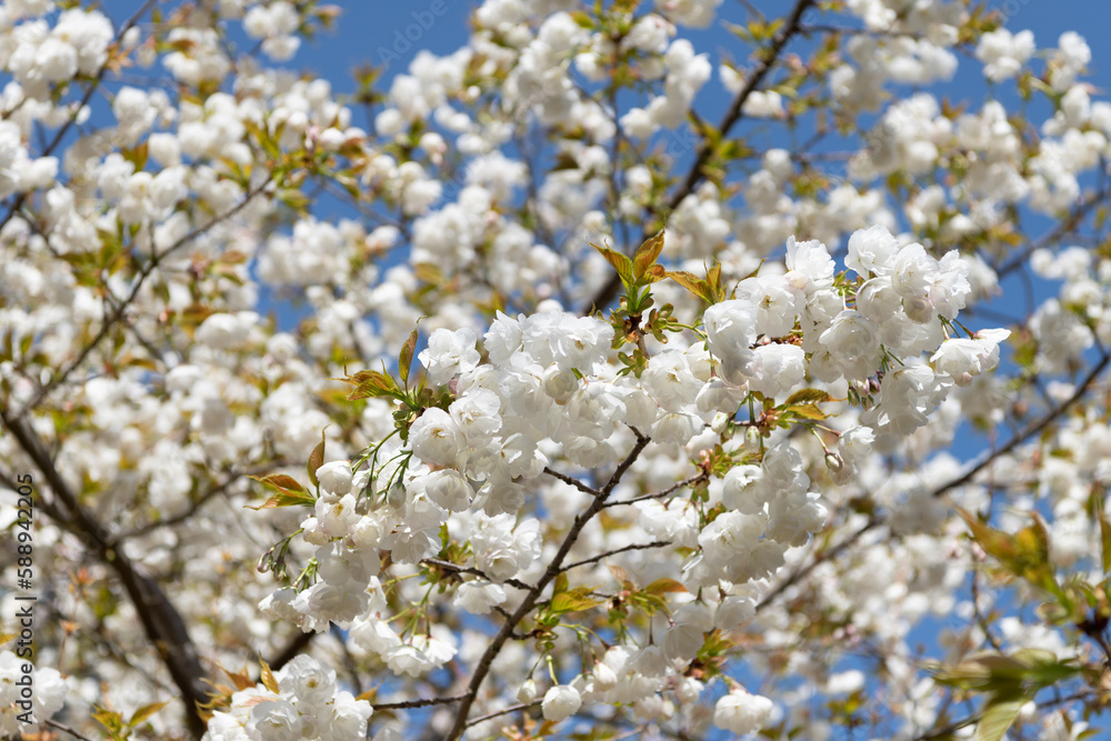 sakura tree flower blooming nature background in summer