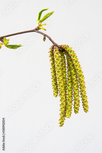 Close-up of the flowers of the hop hornbeam tree (Ostrya carpinifolia) in spring