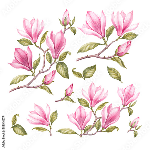Rose watercolor magnolia. Set of differents pink flower on white background. Elegant spring floral illustration