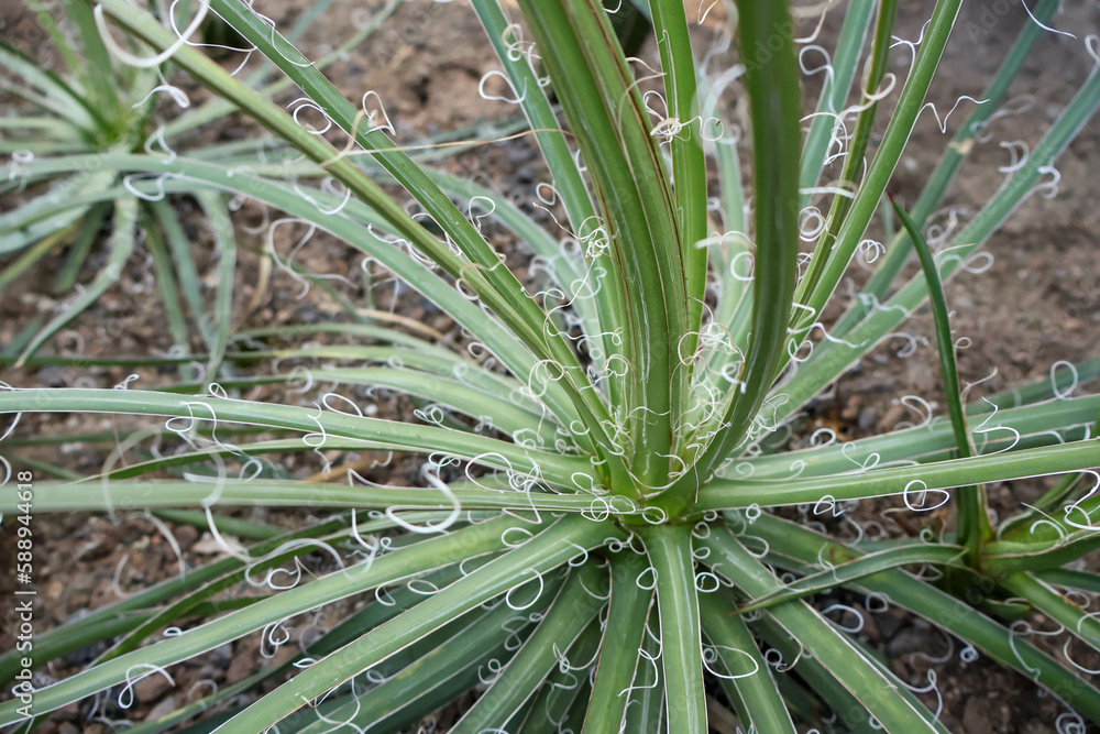 Obraz premium Cacti Cactus