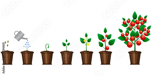 tomato plant growth. Agriculture background. Vector illustration.
