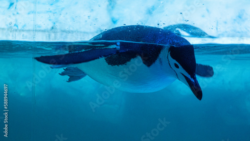pinguino