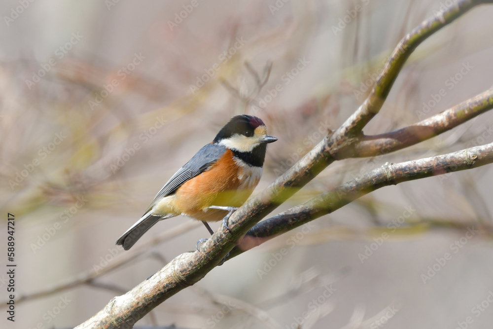 Fototapeta premium 公園や雑木林で見られる身近な美しい小鳥ヤマガラ