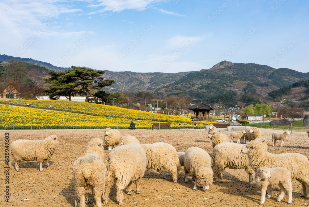 Fototapeta premium 노란 수선화가 핀 구례 지리산치즈랜드의 양떼목장