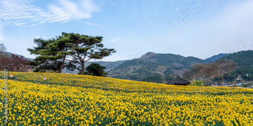 호숫 가의 구례 지리산치즈랜드에 핀 노란 수선화 꽃동산