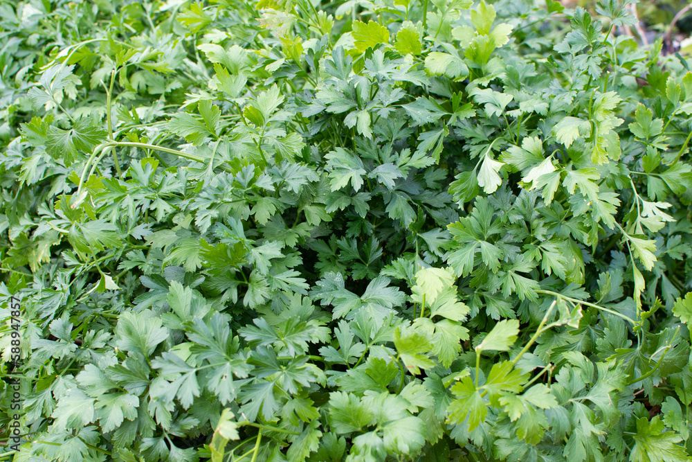 Parsley grows in the garden. It is grown outdoors in the garden area. Green background of parsley leaves, top view close-up Parsley grows in the garden. It is grown outdoors in the garden area. Green background of parsley leaves, top view close-up