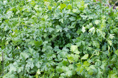 Parsley grows in the garden. It is grown outdoors in the garden area. Green background of parsley leaves  top view close-up