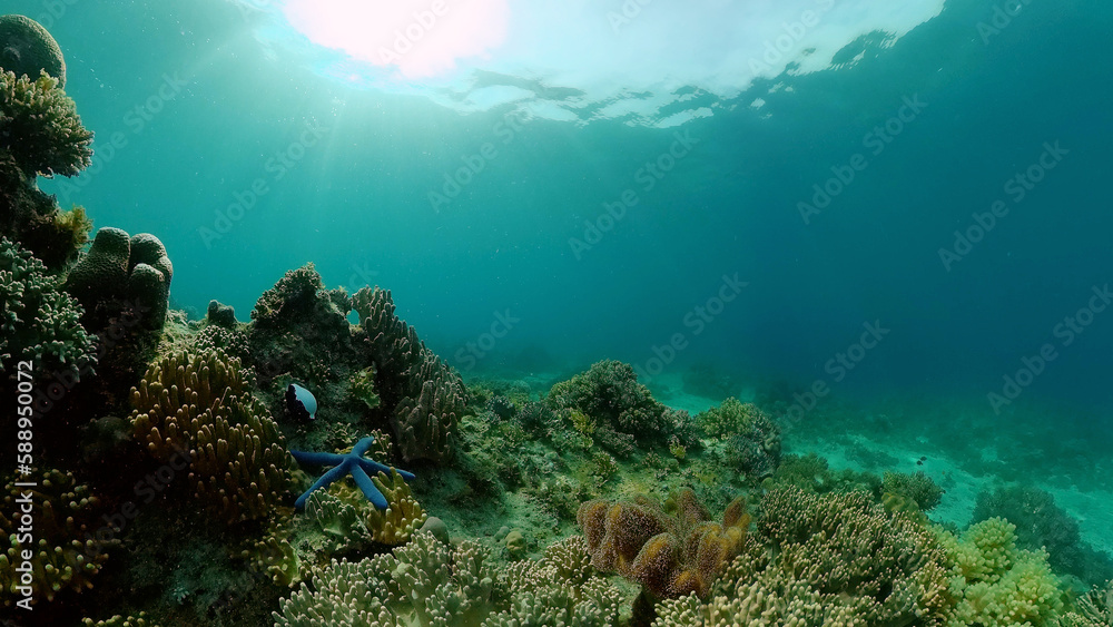 Fototapeta premium Underwater Scene Coral Reef. Tropical underwater sea fishes. Philippines.
