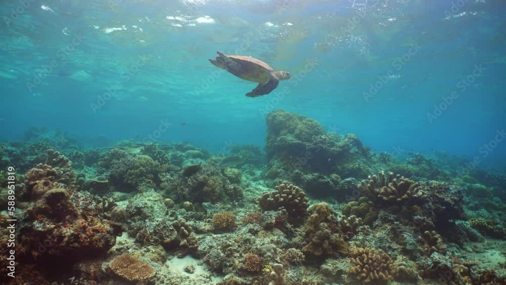 Sea green turtle and coral reef with tropical fish. Sipadan, Malaysia. Sea green turtle and coral reef with tropical fish. Sipadan, Malaysia.