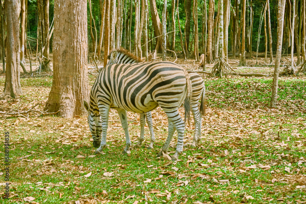 Zebra at Vinpearl Safari and Conservation Park on Phu Quoc , Vietnam. Zebra at Vinpearl Safari and Conservation Park on Phu Quoc , Vietnam.