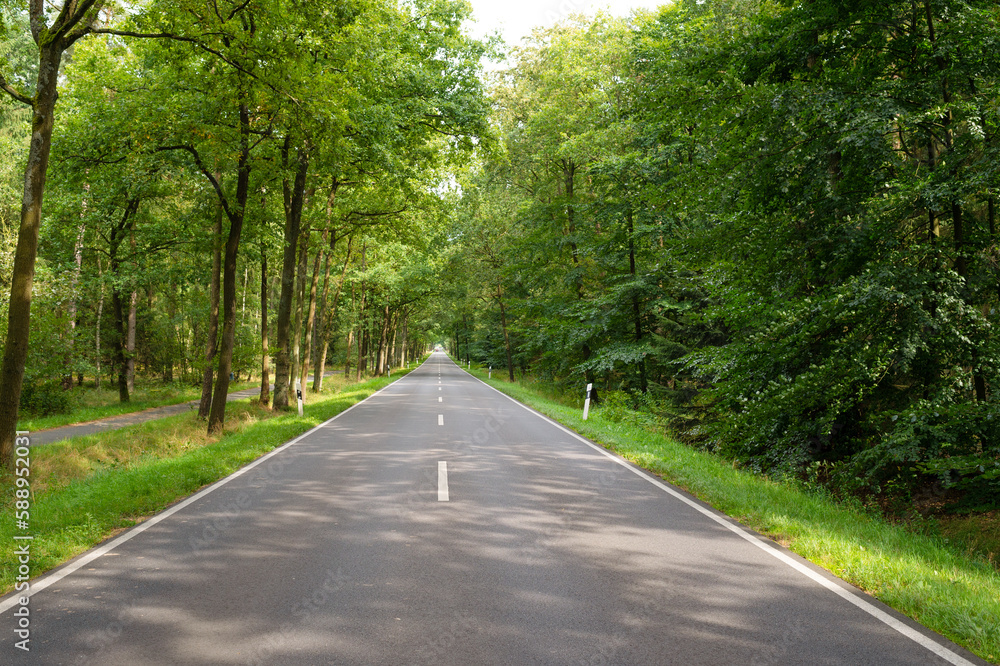 empty road destination. road destination in forest. road way destination. photo of road destination empty road destination. road destination in forest. road way destination. photo of road destination