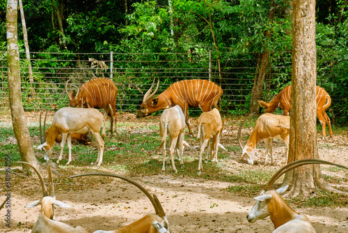 Antelope at Vinpearl Safari and Conservation Park on Phu Quoc , Vietnam.
